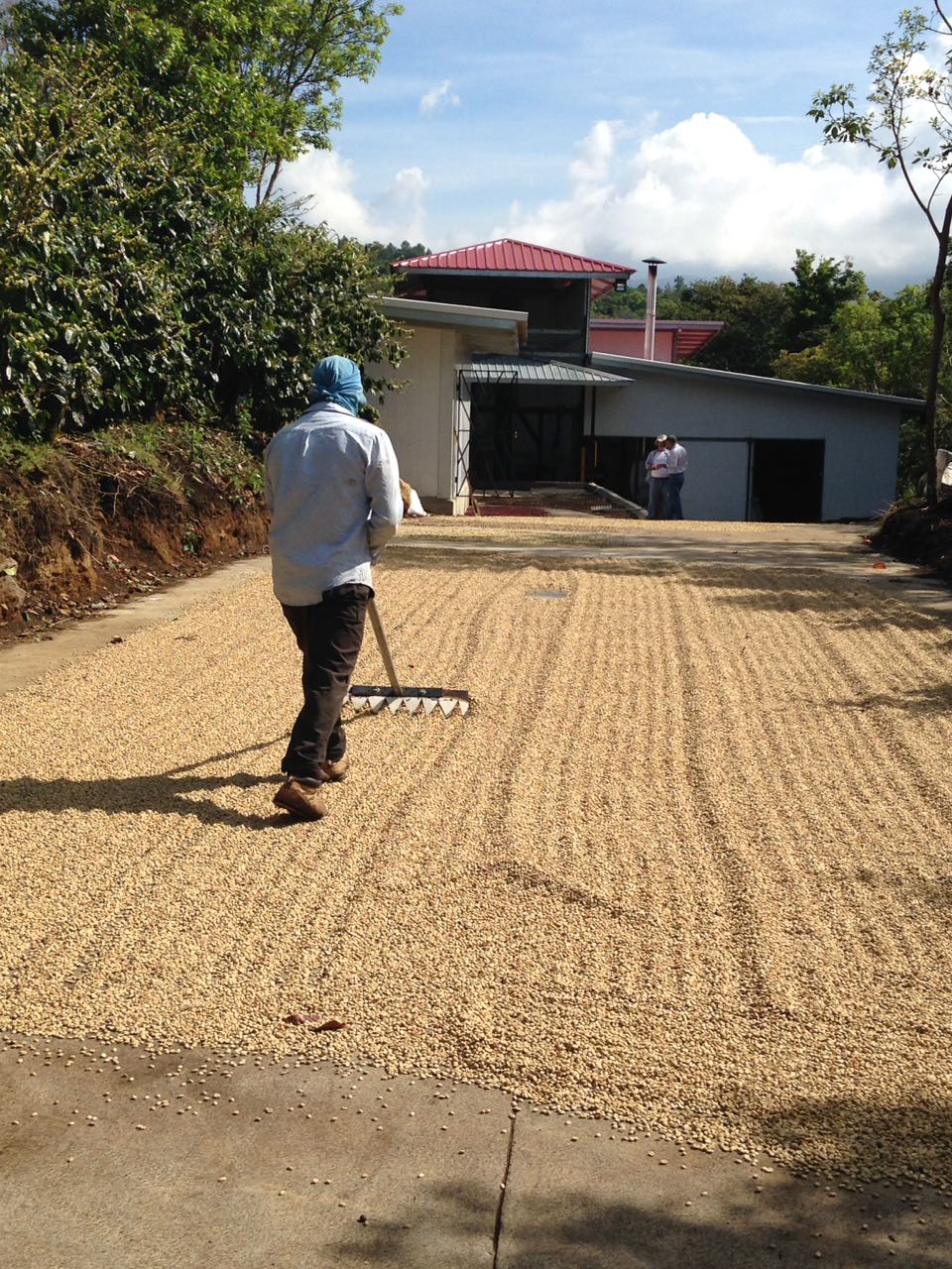 Specialty Classic Coffee - Catuai Washed - Image 4