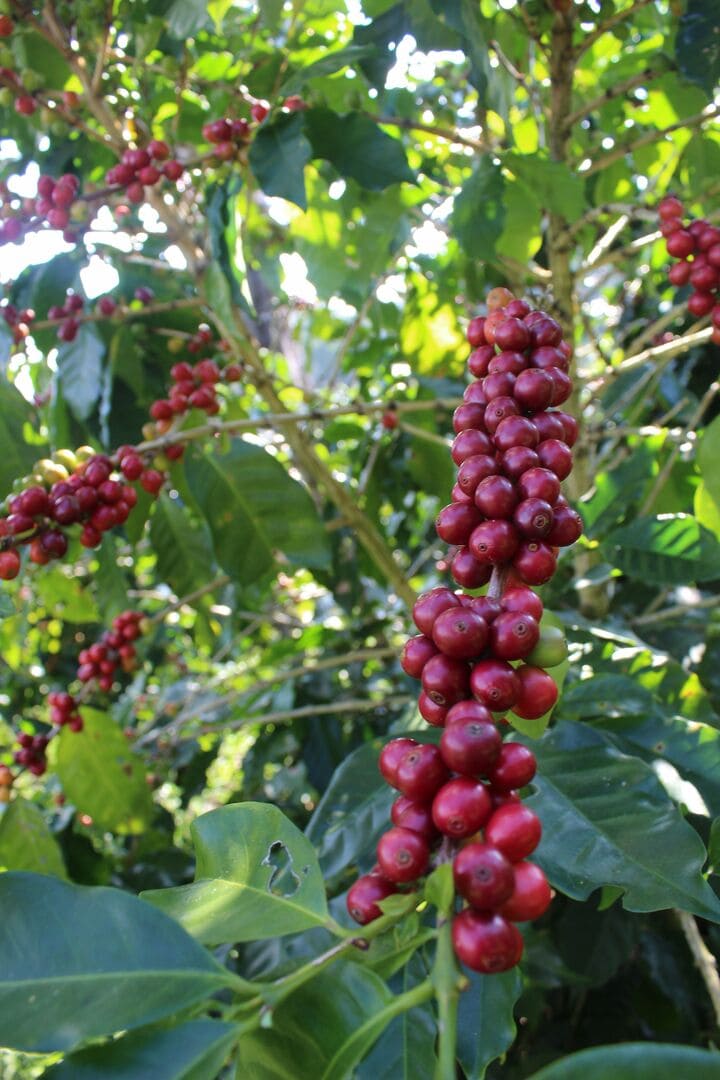 A photo of catuai coffee tree