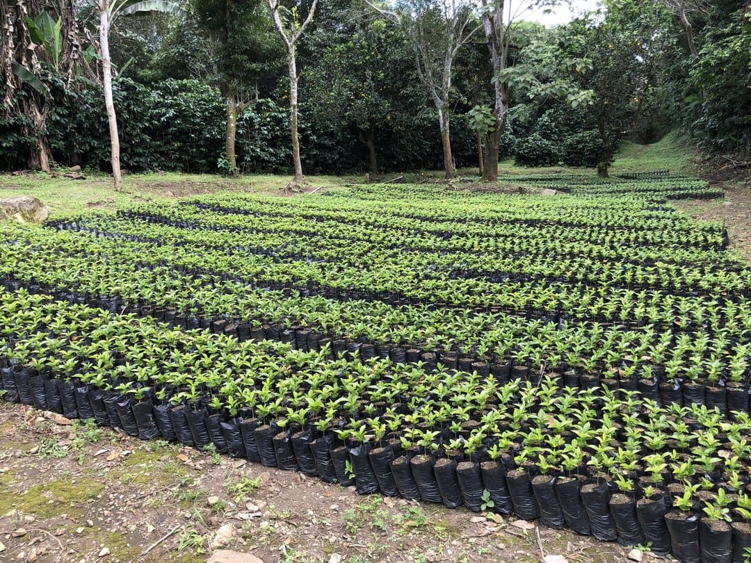 Specialty Classic Coffee - Catuai Washed - Image 2
