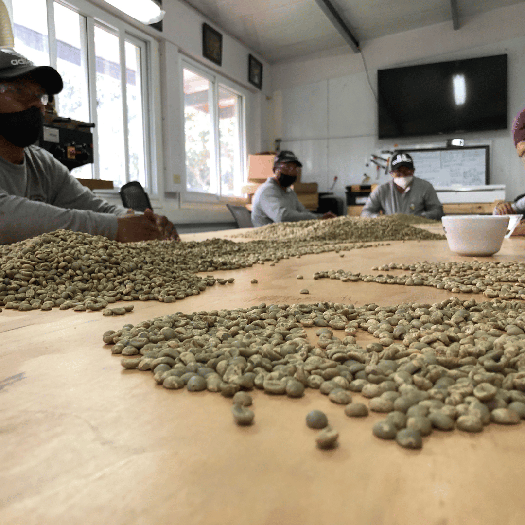 hand sorting green coffee, cuatro caminos coffee estates