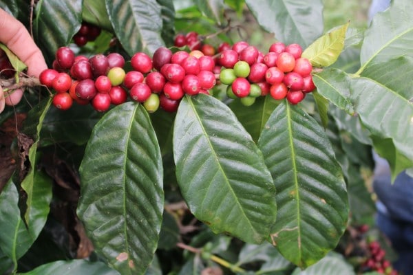 Catuai Coffee Plant